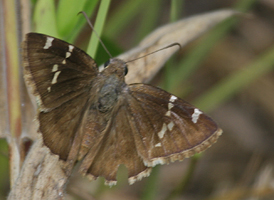 Southern Cloudywing